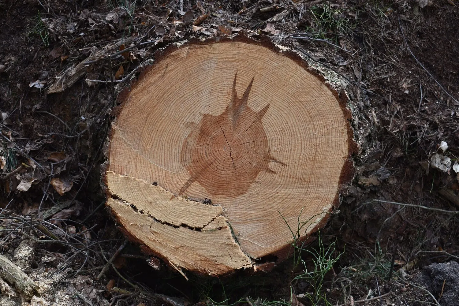 The cut end of a pine, growth rings visible from pith to bark.