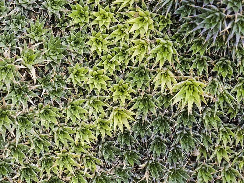 Hens and chicks (Sempervivum tectorum) growing as a dense mat, photographed off the property.