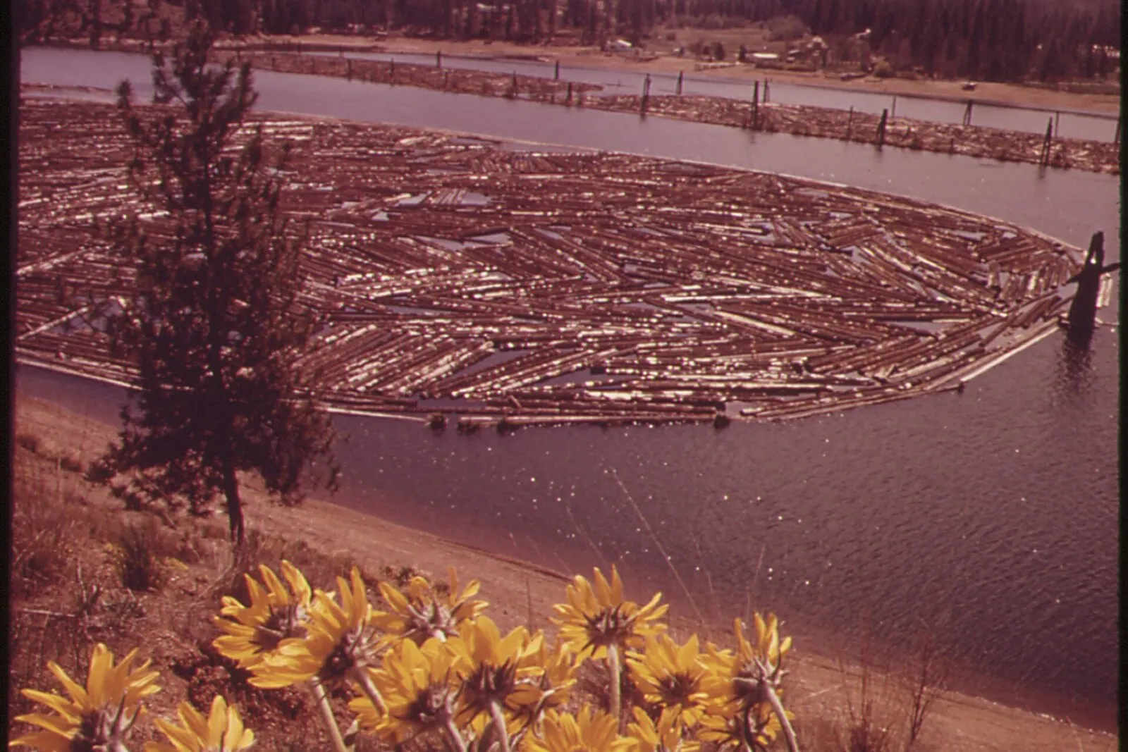 A log boom floating on the Spokane River at Post Falls, Idaho, photographed in 1973, with wildflowers on the bank in the foreground.