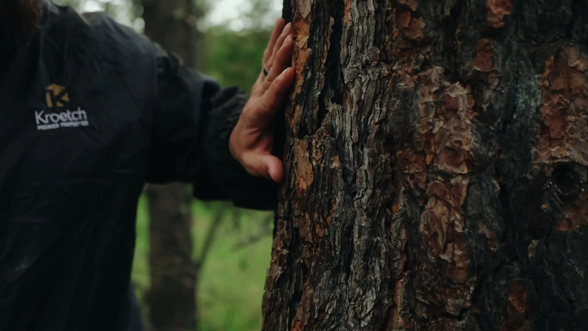A hand resting flat against the deeply plated bark of a mature ponderosa pine.