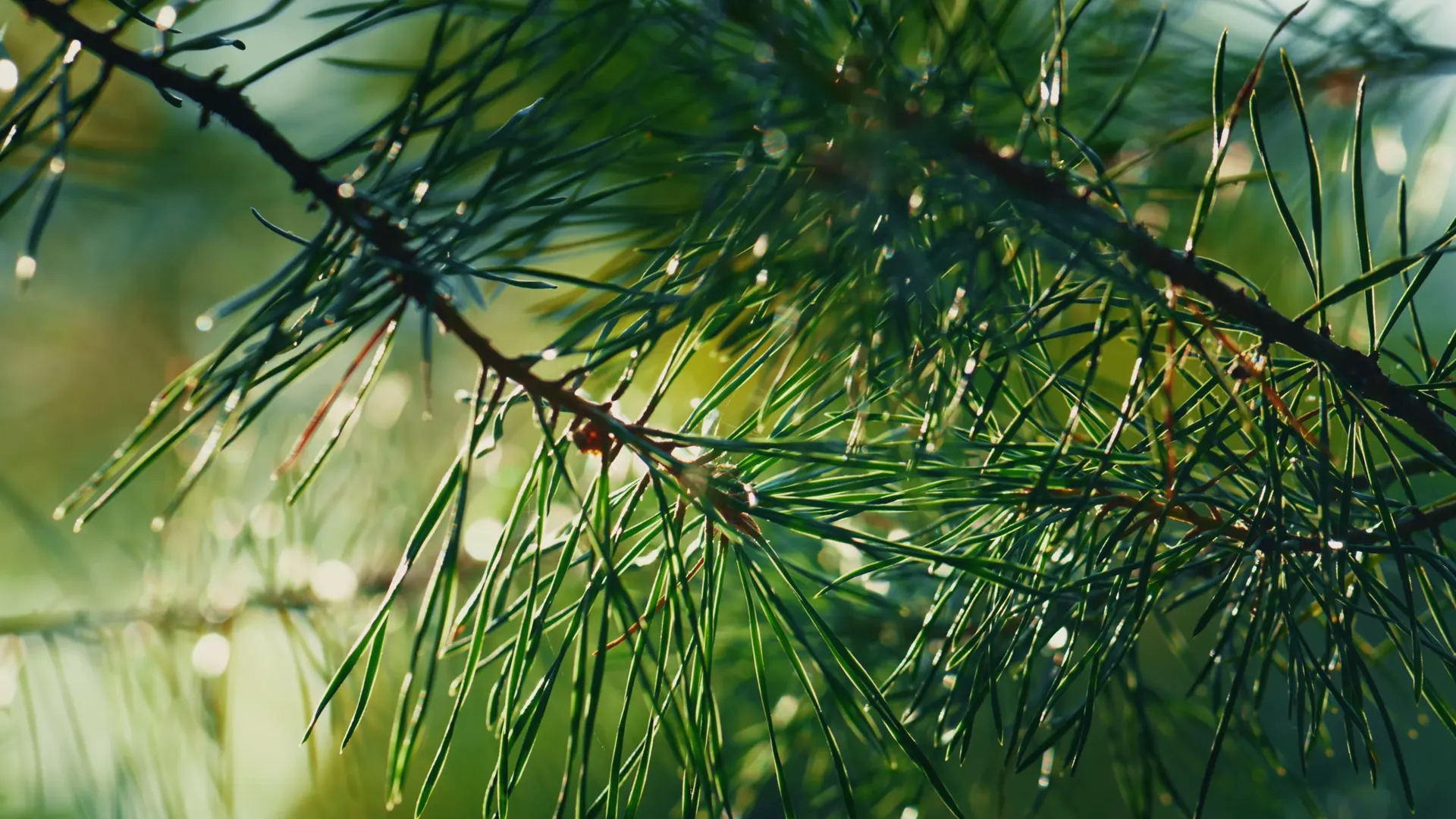 Rain beaded along pine needles on a backlit branch, the forest soft behind it.