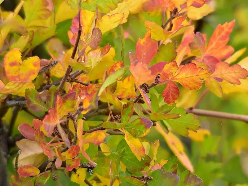 Skunkbush sumac (Rhus trilobata) in autumn colour, photographed off the property.