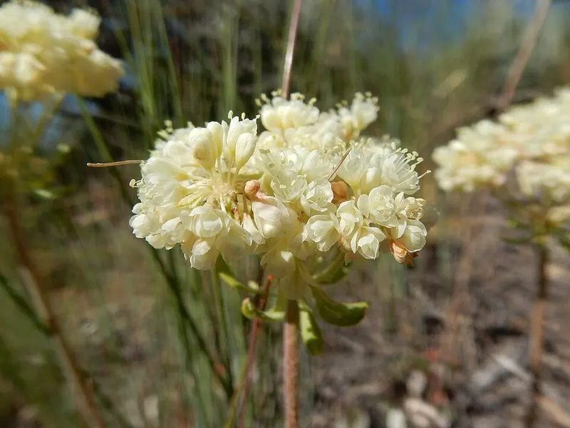 Sulphur buckwheat (Eriogonum umbellatum), photographed off the property.