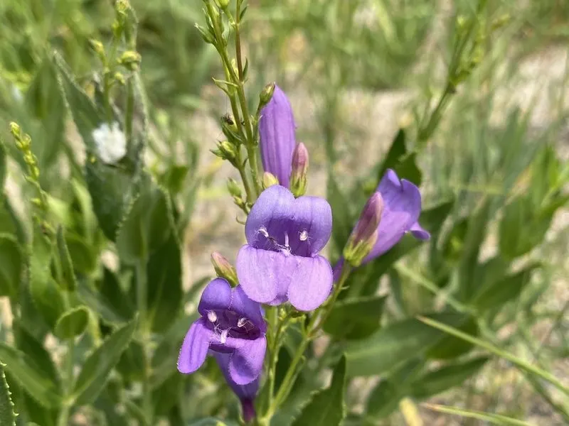 Venus penstemon (Penstemon venustus), photographed off the property.